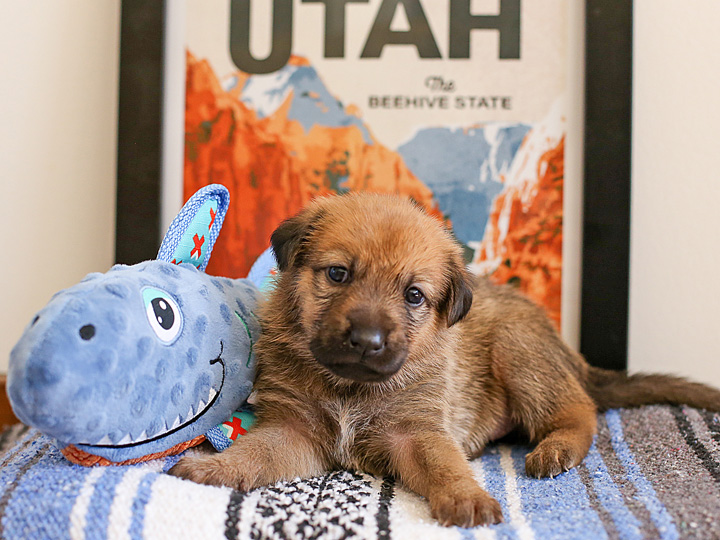 chinook puppy